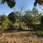 22000 Sq.Ft. Land in Murbad Road