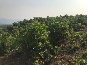  Plot – Garden View at Sawantwadi - for Sale