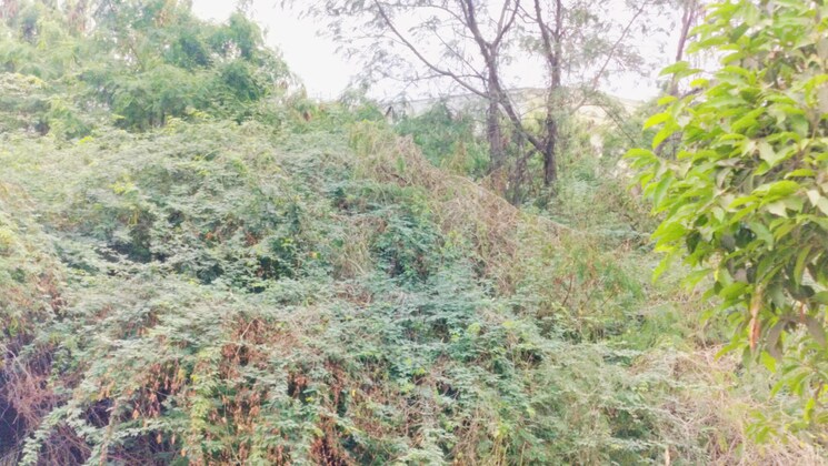 Garden, veltur Commercial Land 6 Acre In Veltur Sadashivpet 7998848