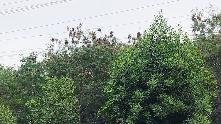 undefined, veltur Commercial Land 6 Acre In Veltur Sadashivpet 7998848