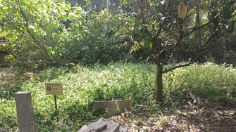 Plot For Resale in Ramanashree California Garden Yelahanka Bangalore  8003447