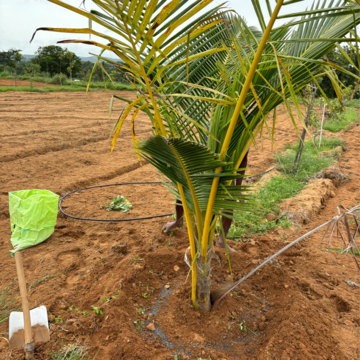  Plot – Exterior View View at Denkanikottai - for Sale