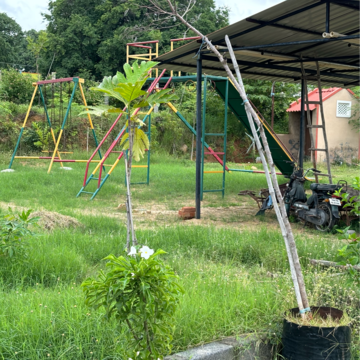  Plot – Garden View at Denkanikotta rd - for Sale