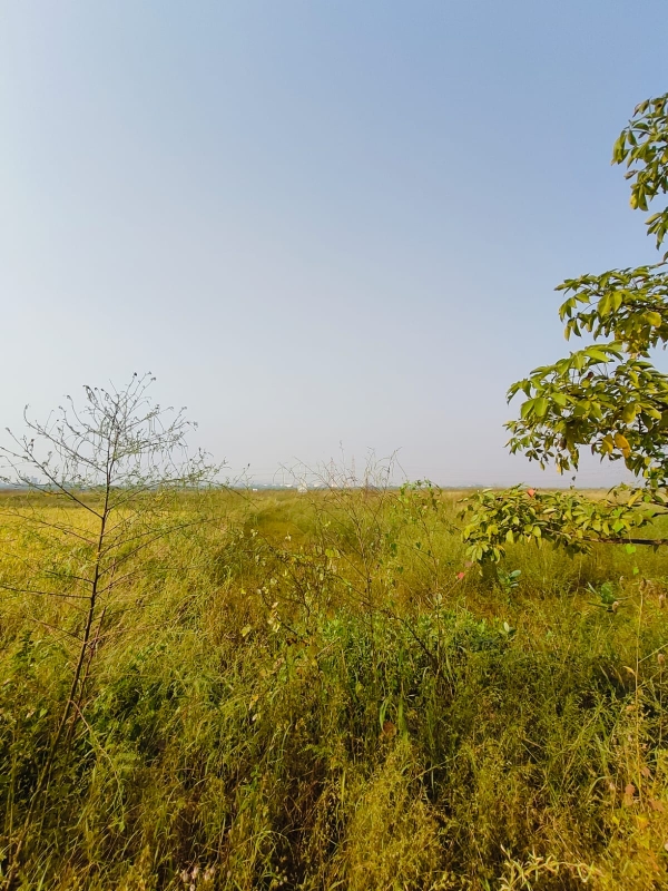 Plot For Sale in Chirle