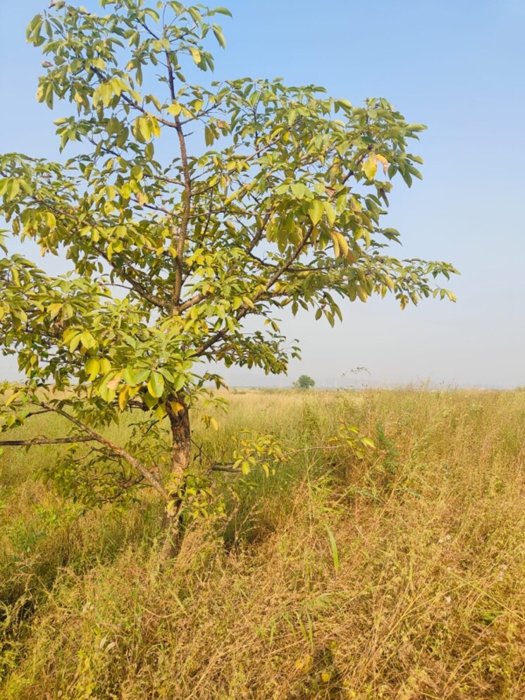 Garden, chirle  1089 Sq.Ft. Plot In Chirle Navi Mumbai 8008651