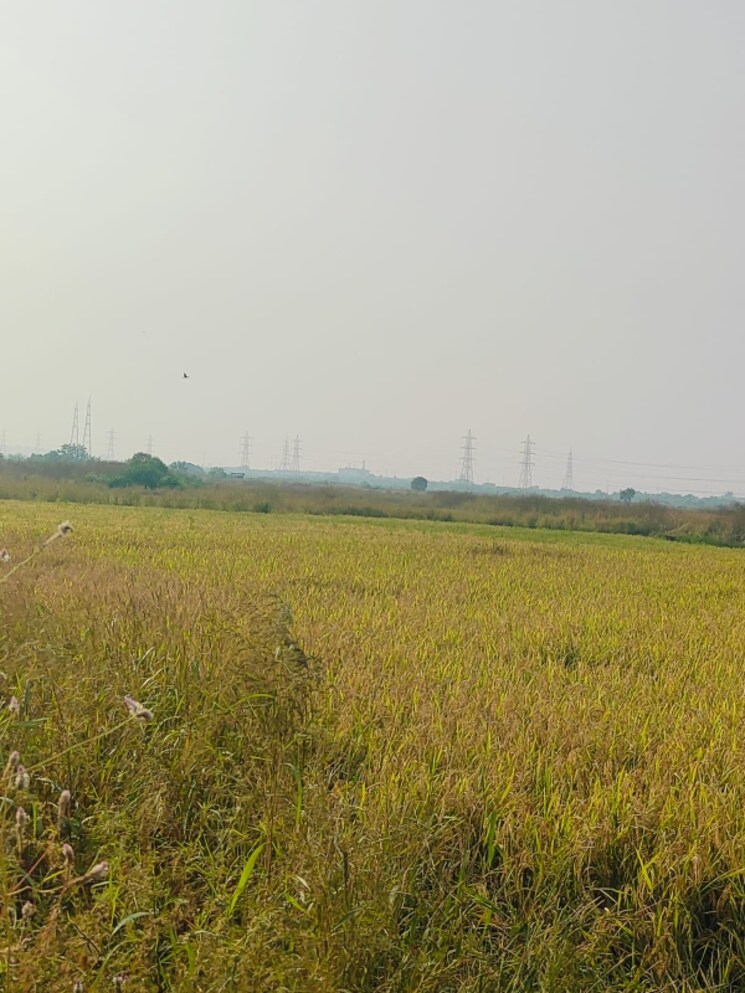 undefined, chirle  1089 Sq.Ft. Plot In Chirle Navi Mumbai 8008682