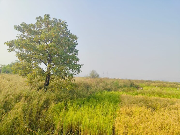 undefined, chirle  1089 Sq.Ft. Plot In Chirle Navi Mumbai 8008737