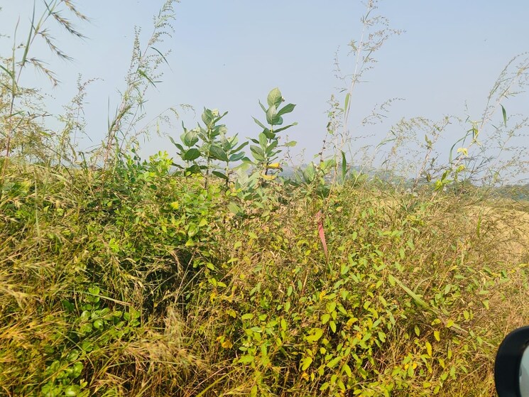 undefined, chirle  1089 Sq.Ft. Plot In Chirle Navi Mumbai 8008749