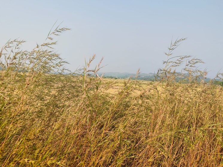 Exterior View, chirle  1089 Sq.Ft. Plot In Chirle Navi Mumbai 8008830