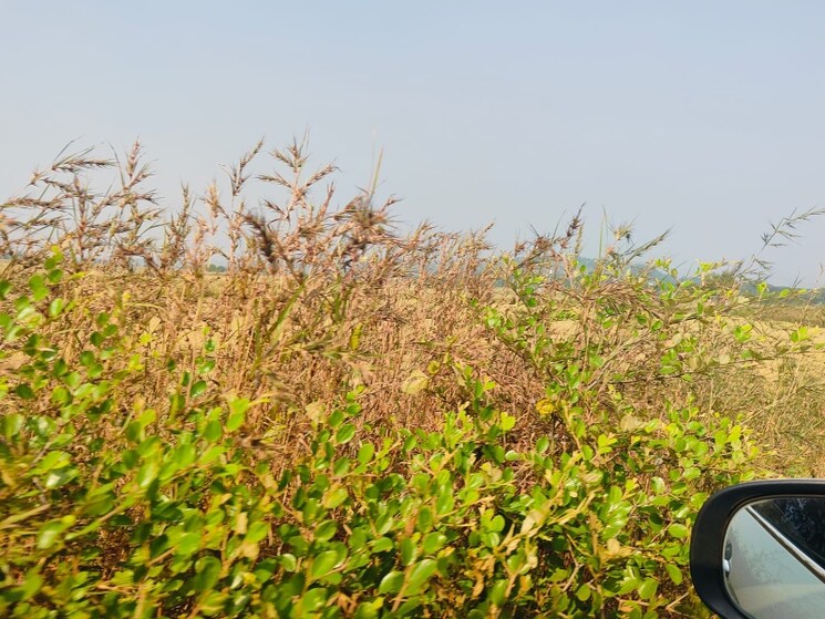 undefined, chirle Commercial Land 1089 Sq.Ft. In Chirle Navi Mumbai 8009023