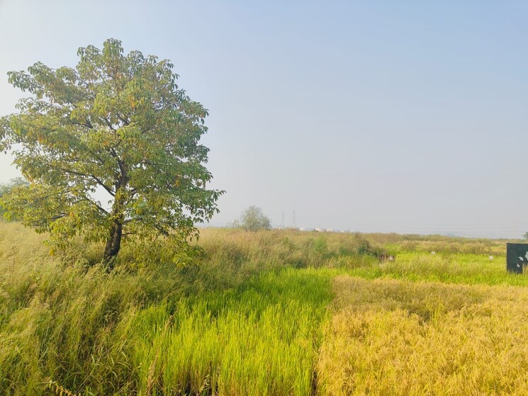 undefined, chirle Commercial Land 1089 Sq.Ft. In Chirle Navi Mumbai 8009033