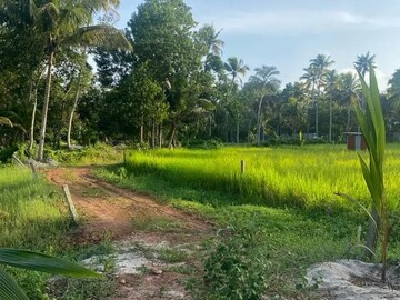 Plot For Resale in Cherthala Alappuzha  8014016