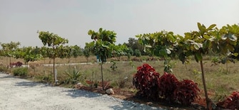 Plot For Resale in Denkanikotta rd Hosur  8016637