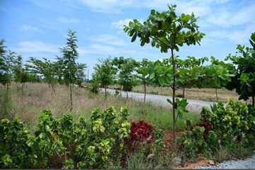  Plot – Exterior View View at Denkanikotta rd - for Sale