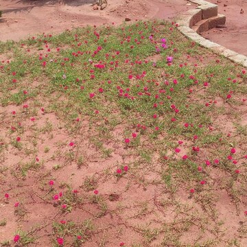  Plot – Exterior View View at Sri Bhumi Eeshaanya, Kankipadu - for Sale