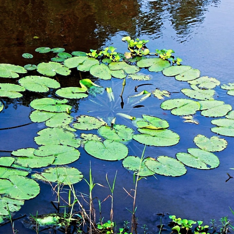 Garden, sri-bhumi-eeshaanya  184 Sq.Yd. Plot In Kankipadu Vijayawada 8016757