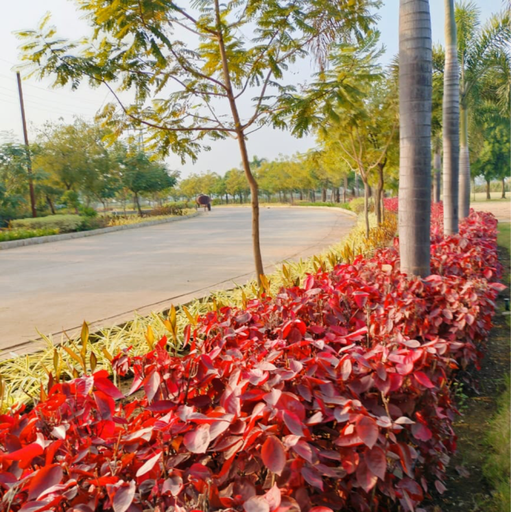 Garden, sejbahar  1100 Sq.Ft. Plot In Sejbahar Raipur 8017329