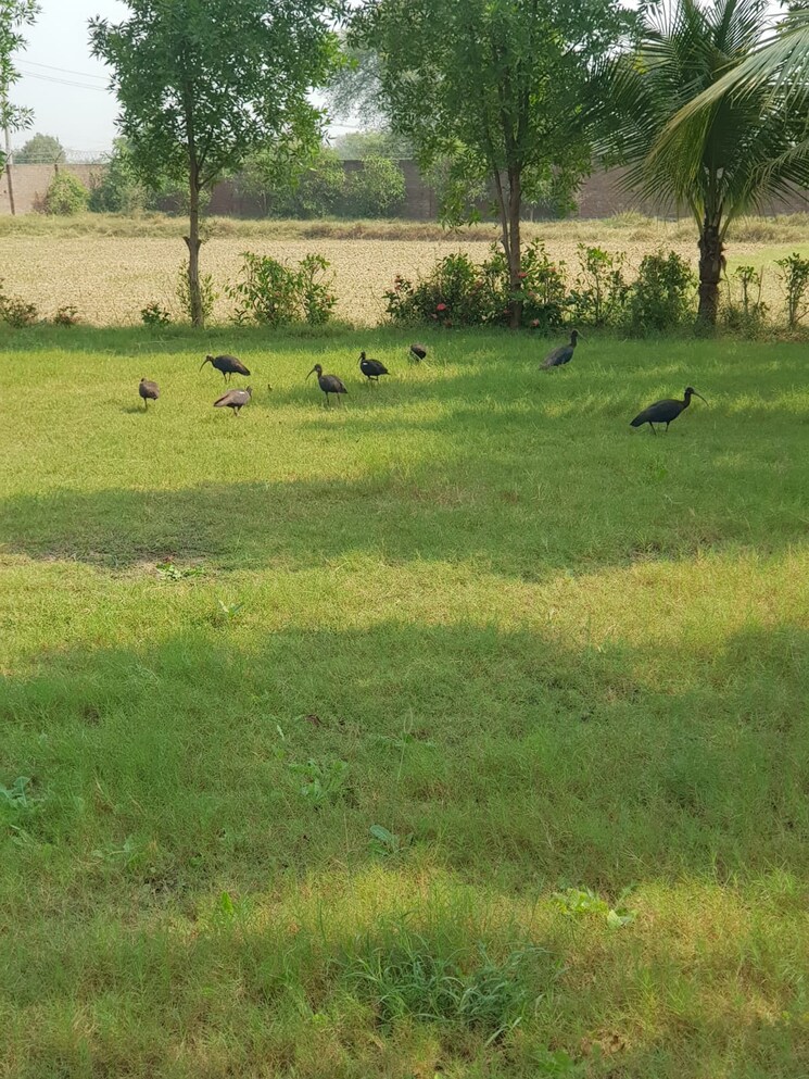 Exterior View, kundal Commercial Industrial Plot 8500 Sq.Ft. In Kundal Ahmedabad 8020330