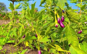 Plot For Sale in Kandi