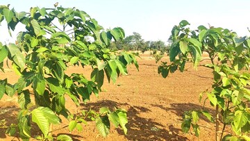 Plot – Exterior View View at Peddapur - for Sale