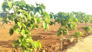  Plot – Garden View at Shivdaspura - for Sale