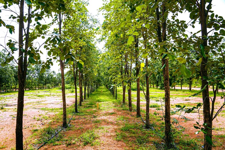 Garden, bibinagar  200 Sq.Yd. Plot In Bibinagar Hyderabad 8024196