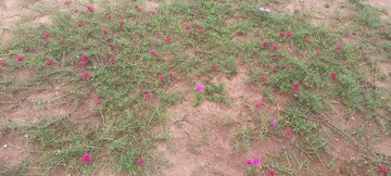   Plot at Sri Bhumi Eeshaanya, Kankipadu – for Sale