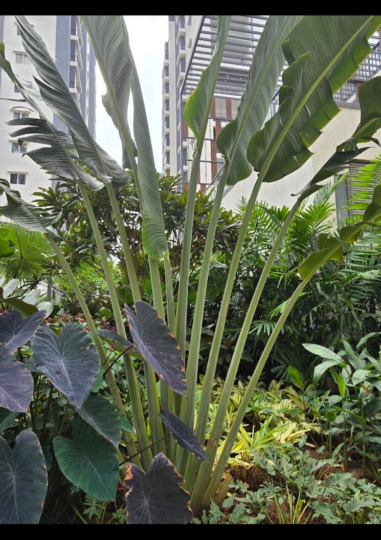 Balcony, eipl-corner-stone 3 Bedroom 2065 Sq.Ft. Apartment In Gandipet Hyderabad 8025164