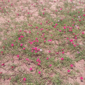  Plot – Exterior View View at Sri Bhumi Eeshaanya, Kankipadu - for Sale
