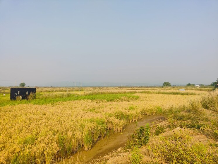 undefined, chirle Commercial Land 1089 Sq.Ft. In Chirle Navi Mumbai 8025329