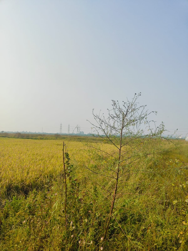 Plot For Sale in Legal Property Developers