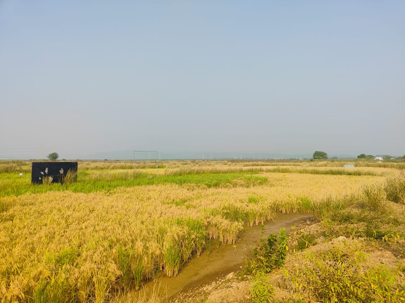 Plot For Sale in Pali