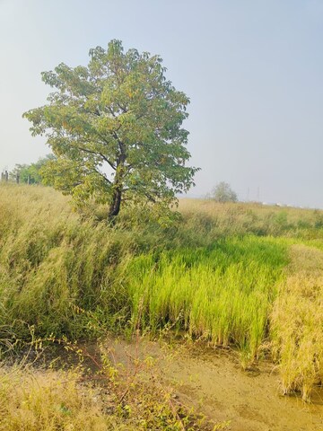 Plot Area in  Plot at Pali – for Sale