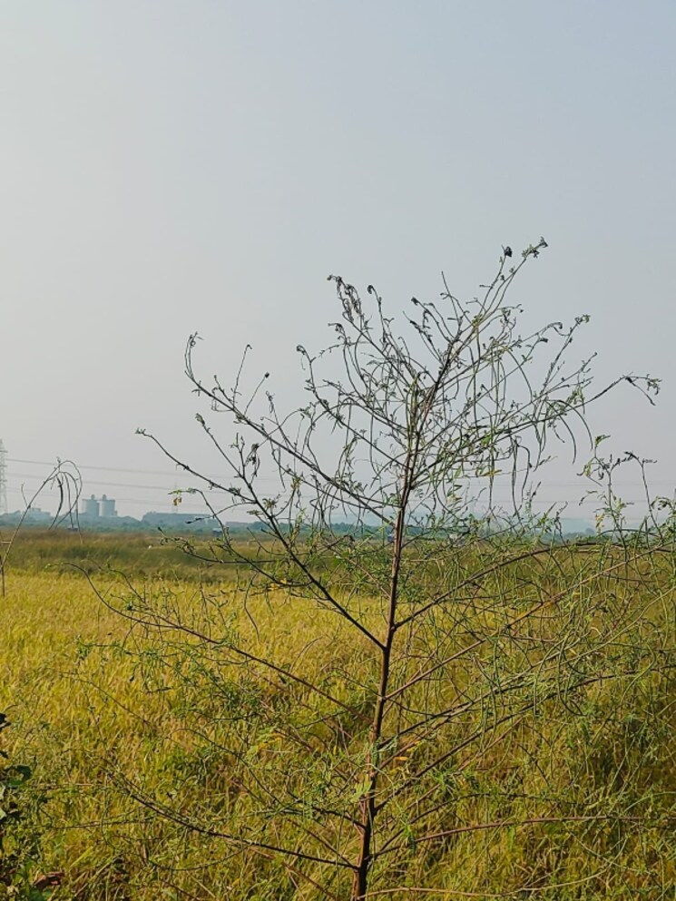 undefined, pali  1089 Sq.Ft. Plot In Pali Navi Mumbai 8027471