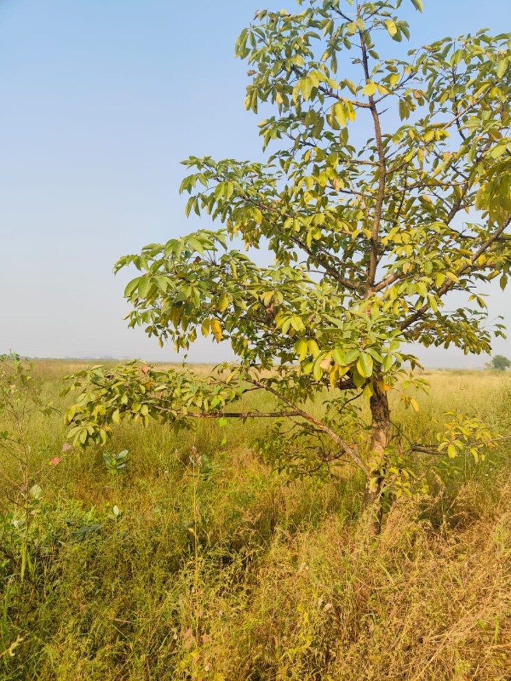 Exterior View, pali  1089 Sq.Ft. Plot In Pali Navi Mumbai 8027471