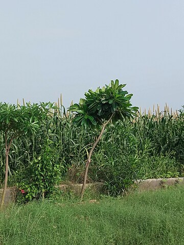 Plot Area in  Plot at Nagalia – for Sale