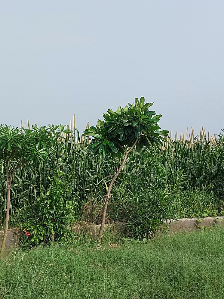 undefined, nagalia  200 Sq.Yd. Plot In Nagalia Palwal 8029881