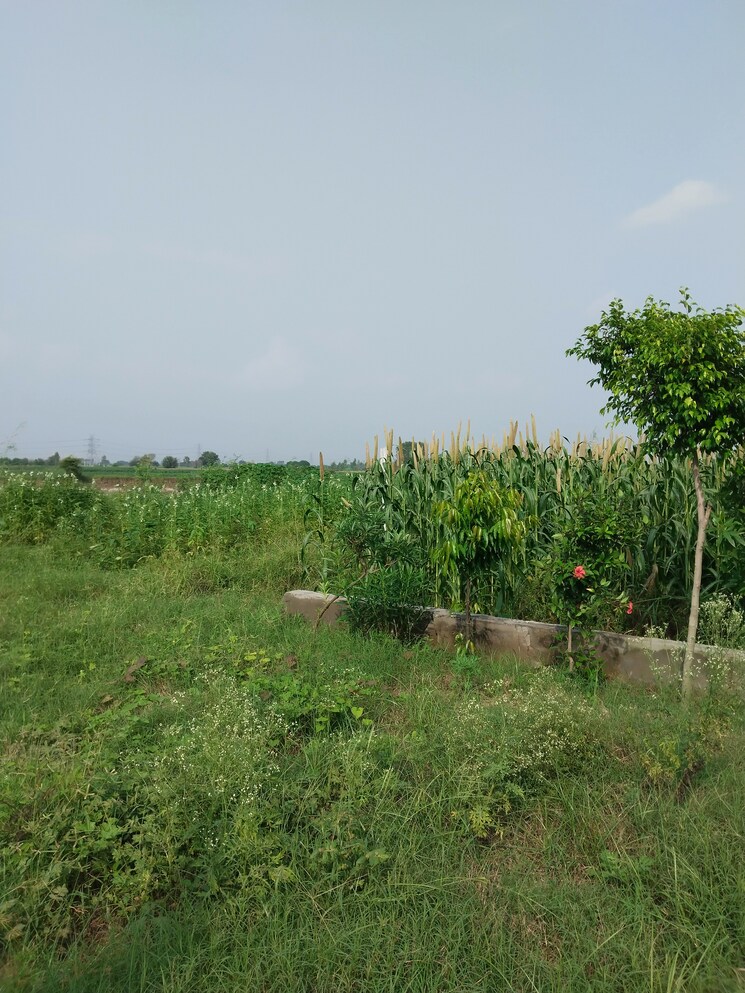 undefined, nagalia  200 Sq.Yd. Plot In Nagalia Palwal 8029881
