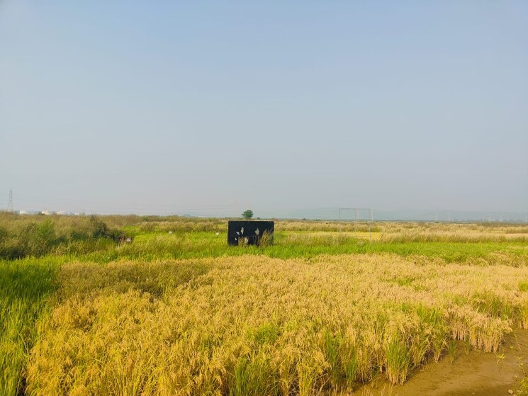 undefined, pali  1089 Sq.Ft. Plot In Pali Navi Mumbai 8031617