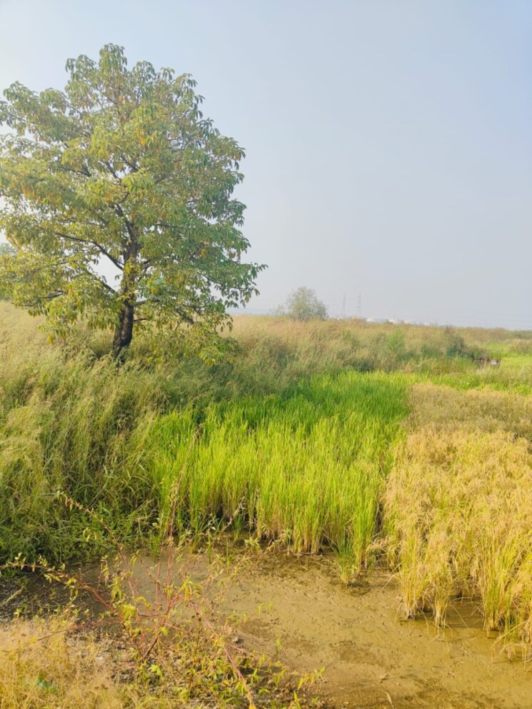 undefined, pali  1089 Sq.Ft. Plot In Pali Navi Mumbai 8031617