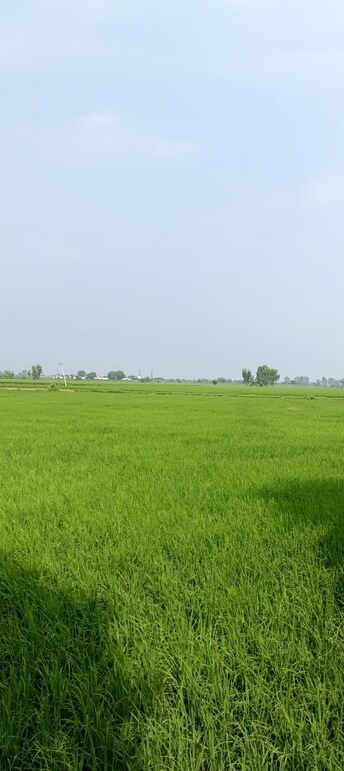 Commercial Land 5 Acre For Resale in Ganaur Sonipat  8031739