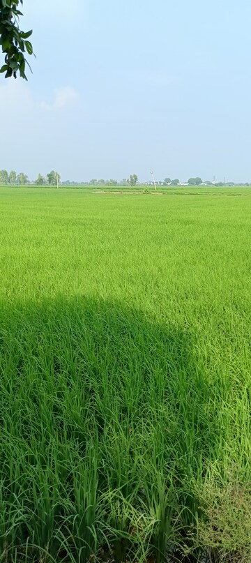 Plot Area in  Land at Ganaur – for Sale