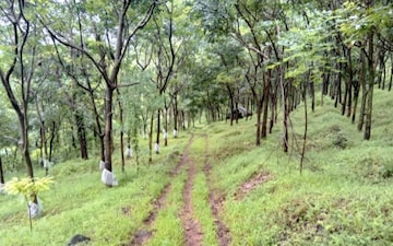 Plot For Sale in Kadachira