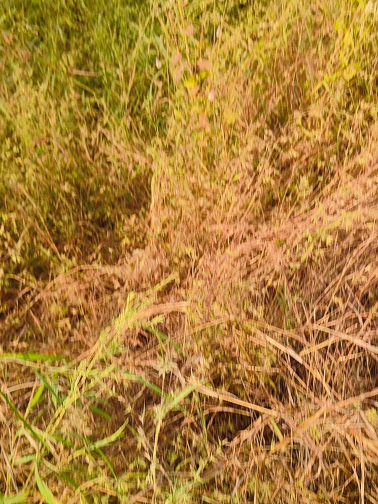 undefined, pali  1089 Sq.Ft. Plot In Pali Navi Mumbai 8031924