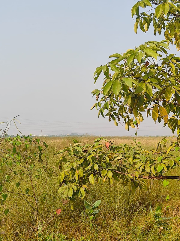 Plot For Sale in Legal Property Developers