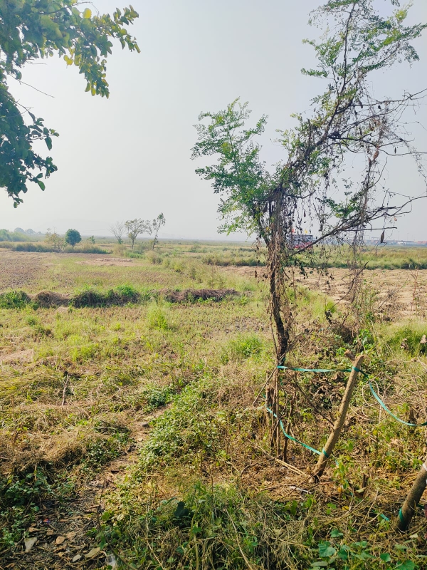 Plot For Sale in Pali