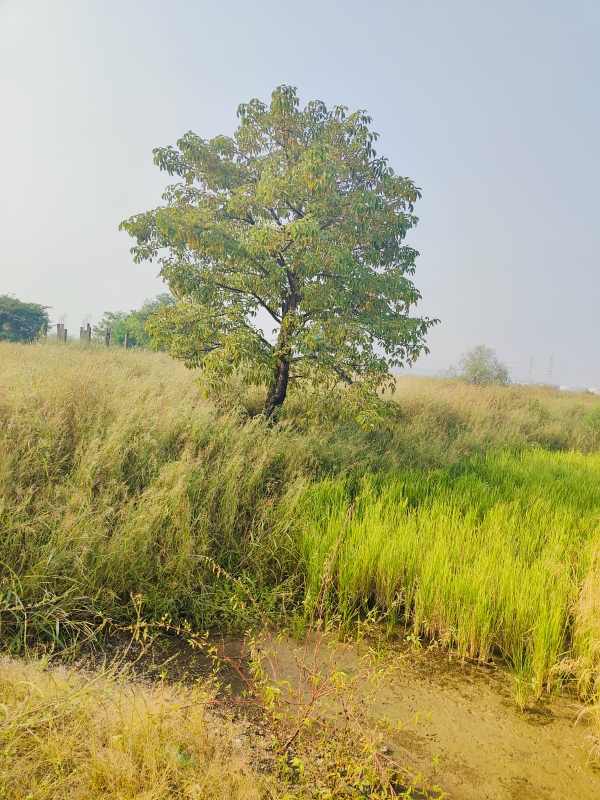 Plot For Sale in Pali