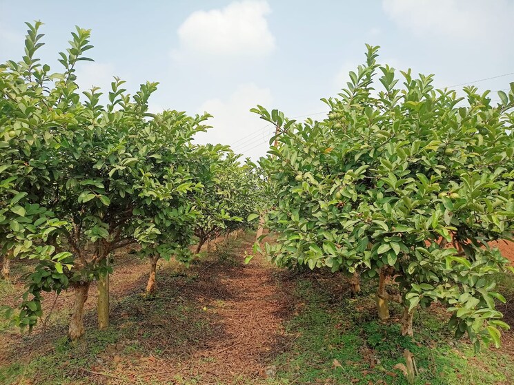 Garden, hirapur  14000 Sq.Yd. Plot In Hirapur Raipur 8033042