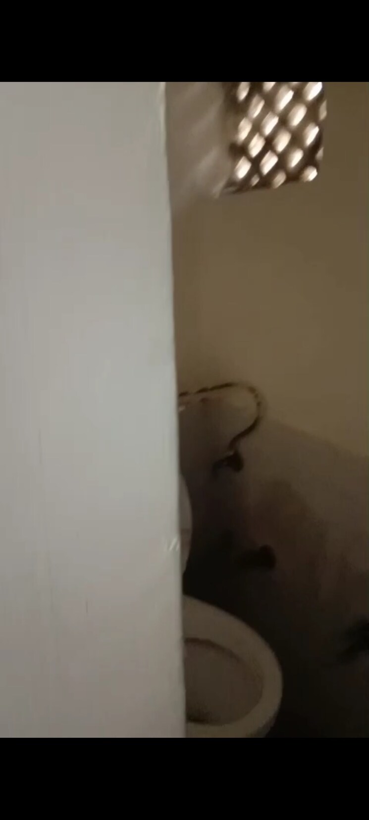 undefined, the-vegas 1 RK 450 Sq.Ft. Apartment In Sector 16b Dwarka Delhi 8036195