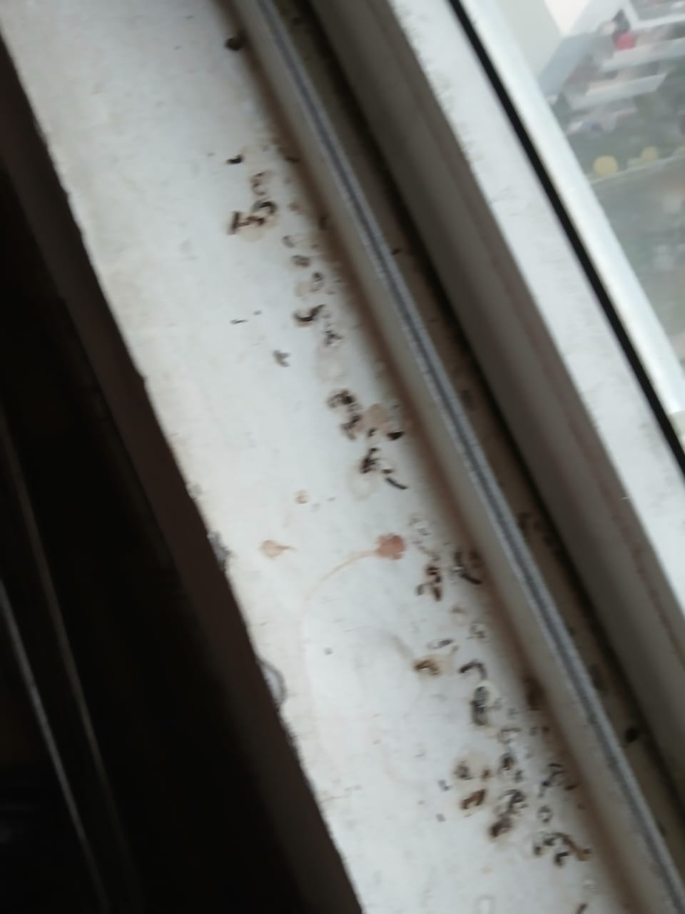 4 BHK + Servant Room 2193 Sq.Ft. Apartment in CHD Avenue 71